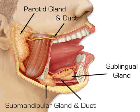 Parotid Gland Surgery